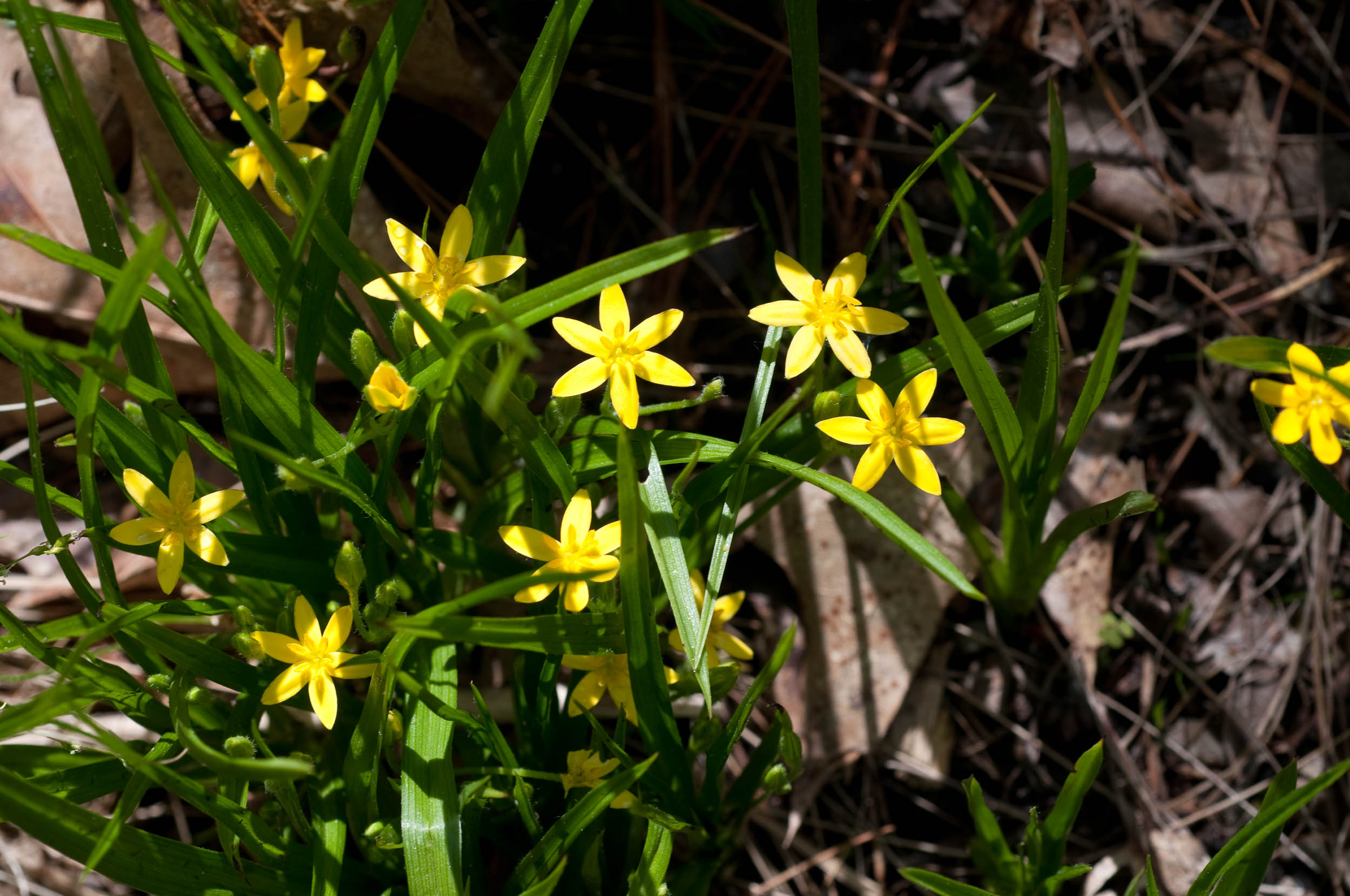 Представитель Семейства Hypoxidaceae